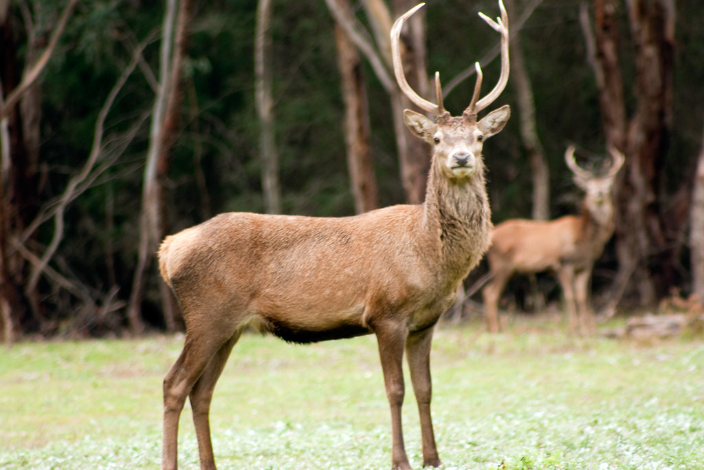 NSW Govt To Relax Deer Hunting Laws 2SER