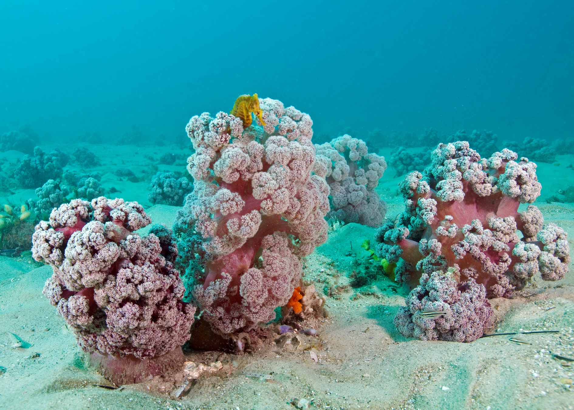 Purple Cauliflower Coral on the Brink 2SER
