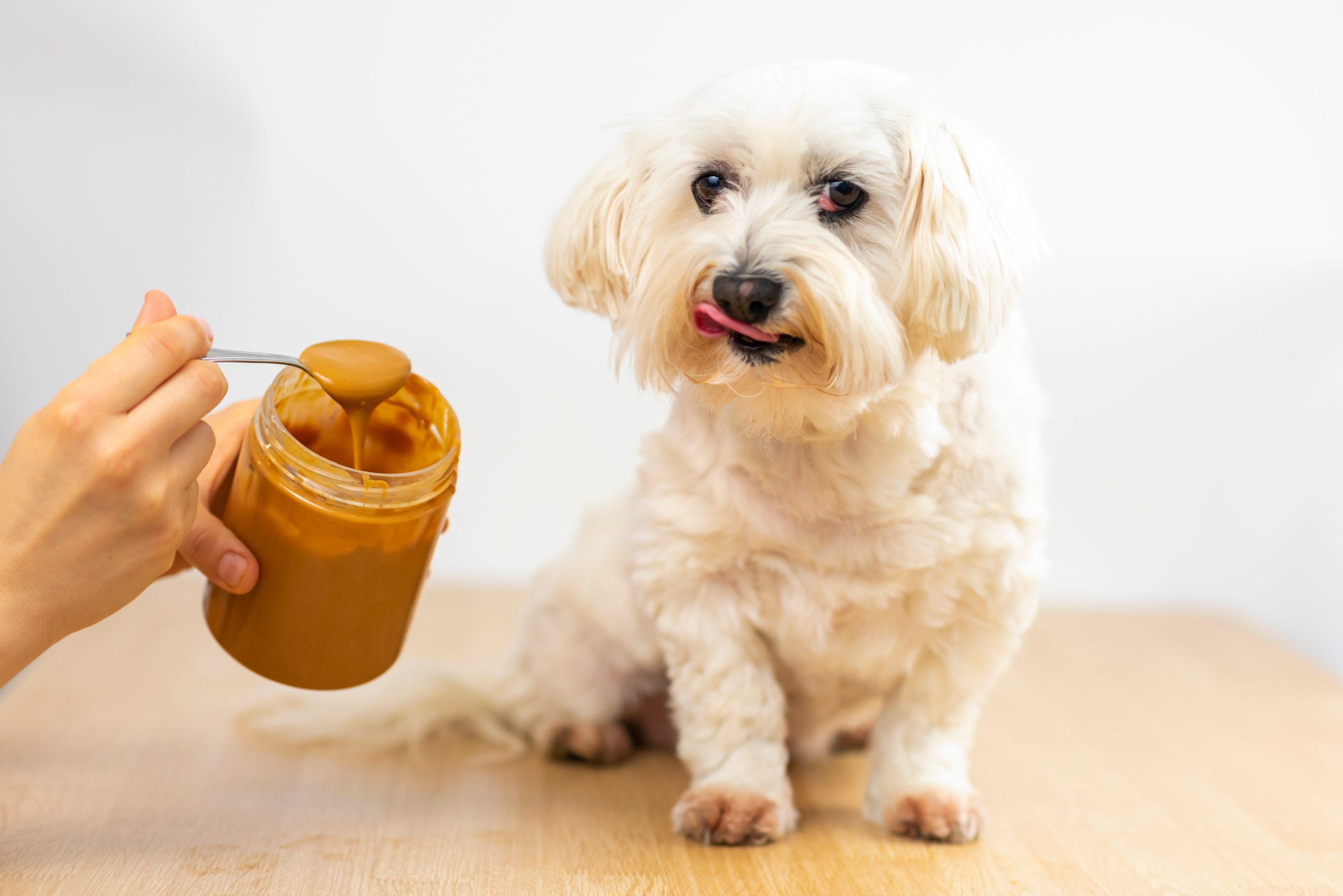 Is peanut butter good for your dog? 2SER