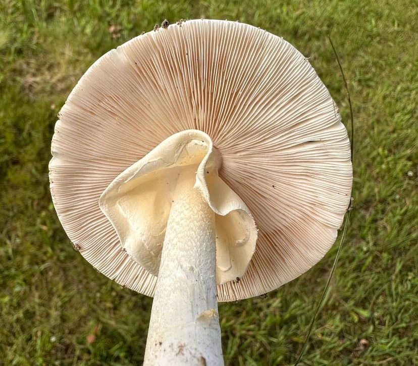 Deadly mushrooms and talking trees with Dr Summerell 2SER