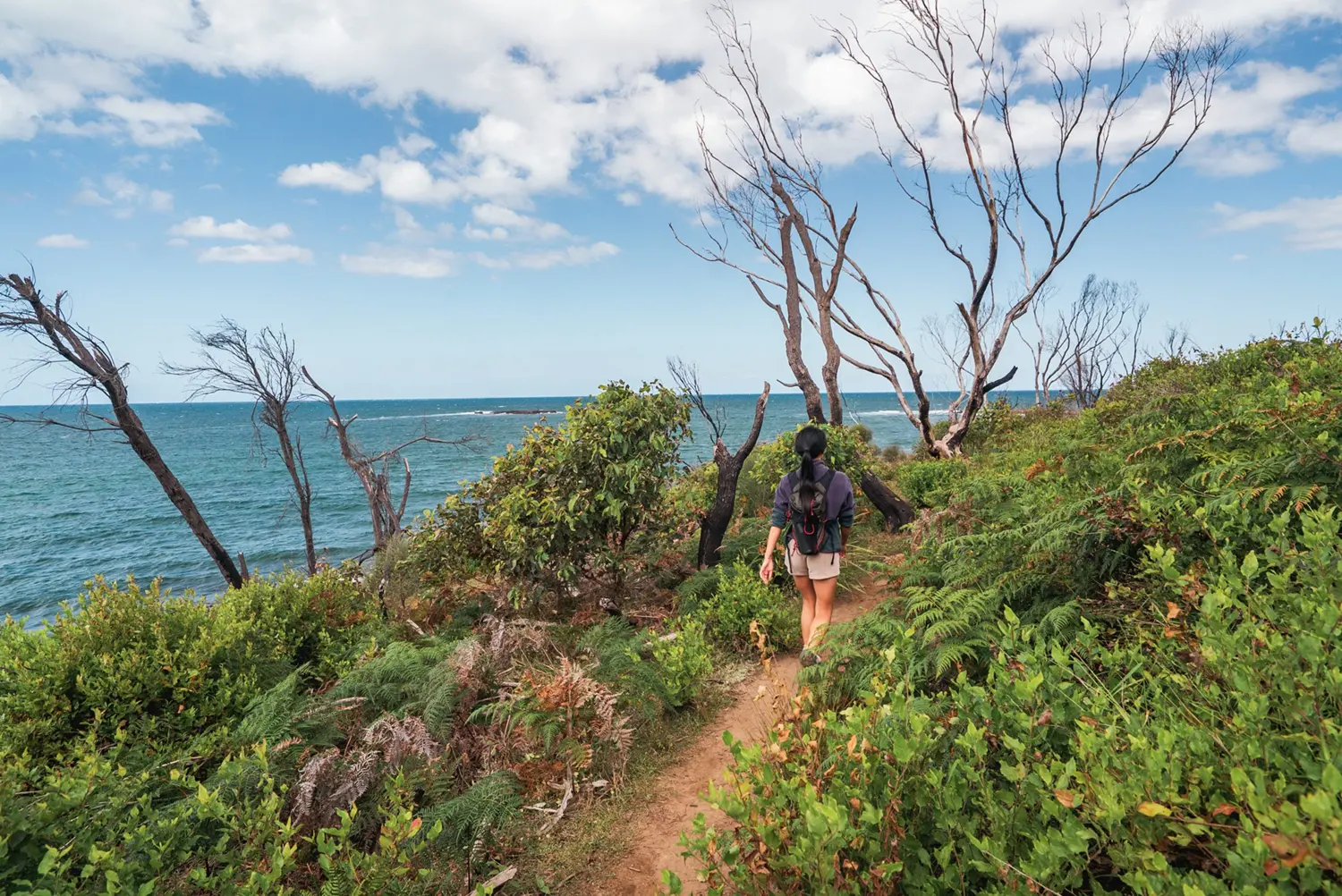 Woman walking on a coastal trail through lush bright green bushes and bare leafless trees. The blue ocean is on her left and in the background.
